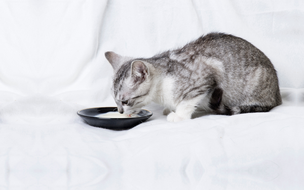 Vorteile von Katzenmilch