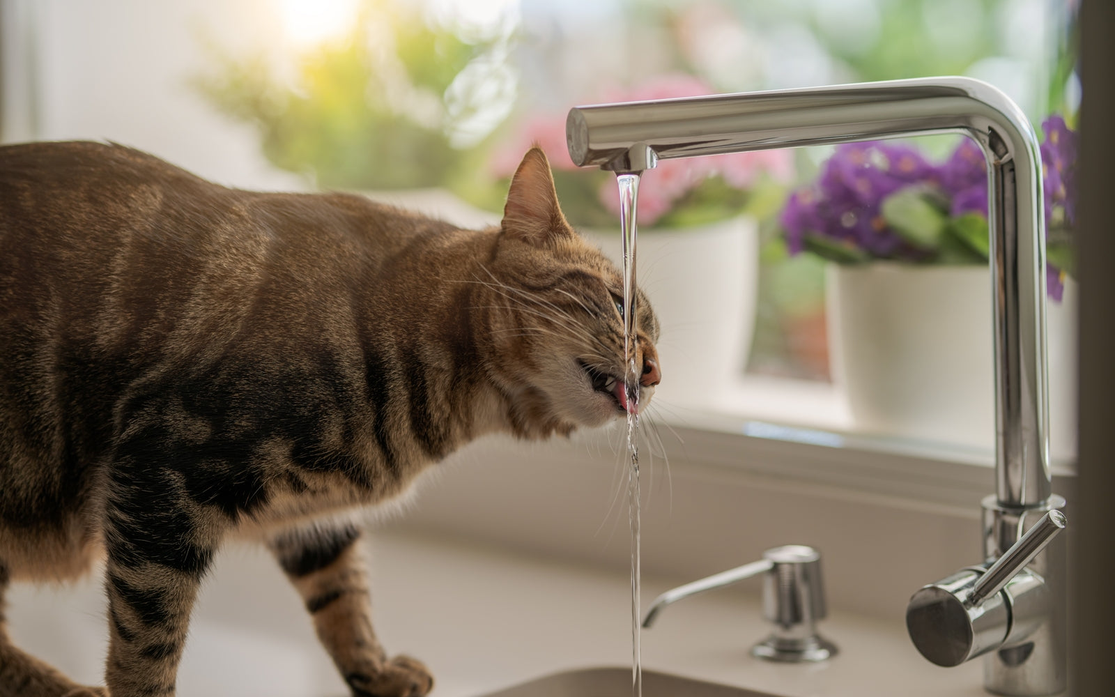 Wieviel sollten Katzen trinken? CATLABS