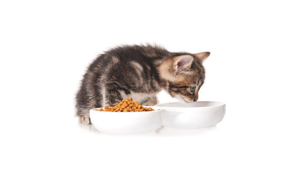 Katze: Flüssigkeitshaushalt bei Trockenfutter