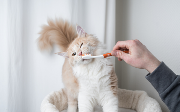 Zahngesunheit bei Katzen - Interview mit QCHEFS