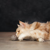 Set: "New Cat Starter-Set M"