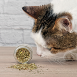 3er Nachfüllpack verführerische Katzenminze