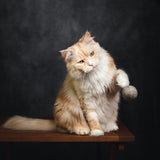 2 flinke Filzbälle aus Schafwolle