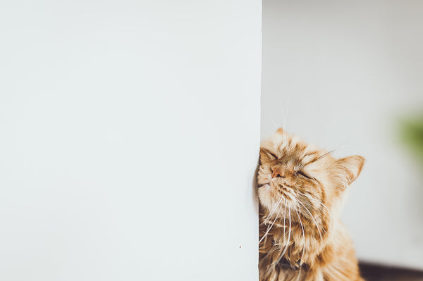 Meins! Geruchsmarkierungen im Katzenhaushalt - Catlabs
