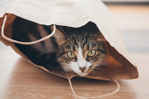 Warum verstecken sich Katzen? - Catlabs