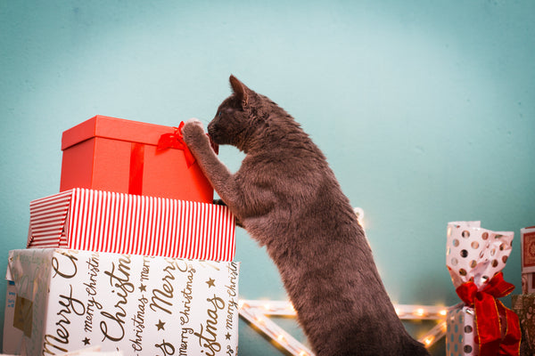 Checkliste: Weihnachten und Silvester mit Katze - Catlabs