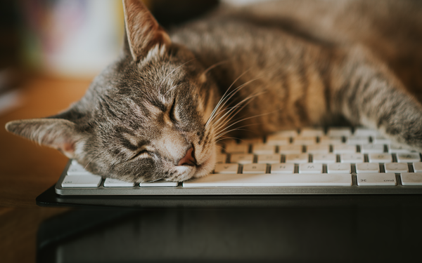Home-Office mit Katze: 8 Tipps