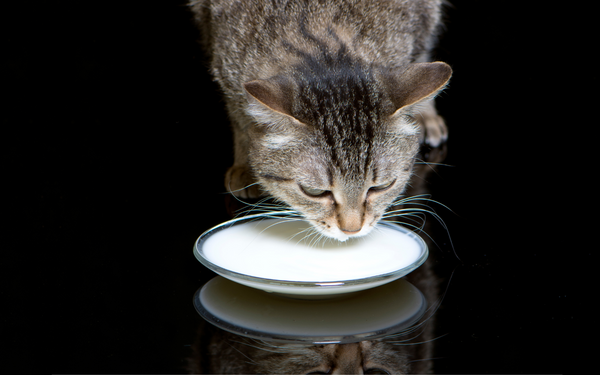 Katzenmilch: Darauf solltest Du achten