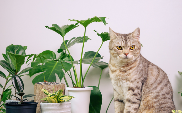Pflanzen im Katzenhaushalt - Interview mit GreenMeUp