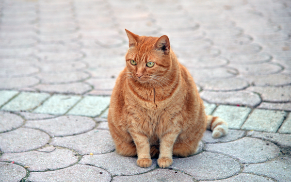 Übergewicht bei Katzen: Ursachen, Risiken und Tipps zur gesunden Gewichtsabnahme