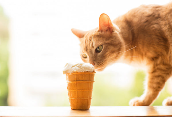 Rezepte: Vitamin-Milchshake Eis für Katzen