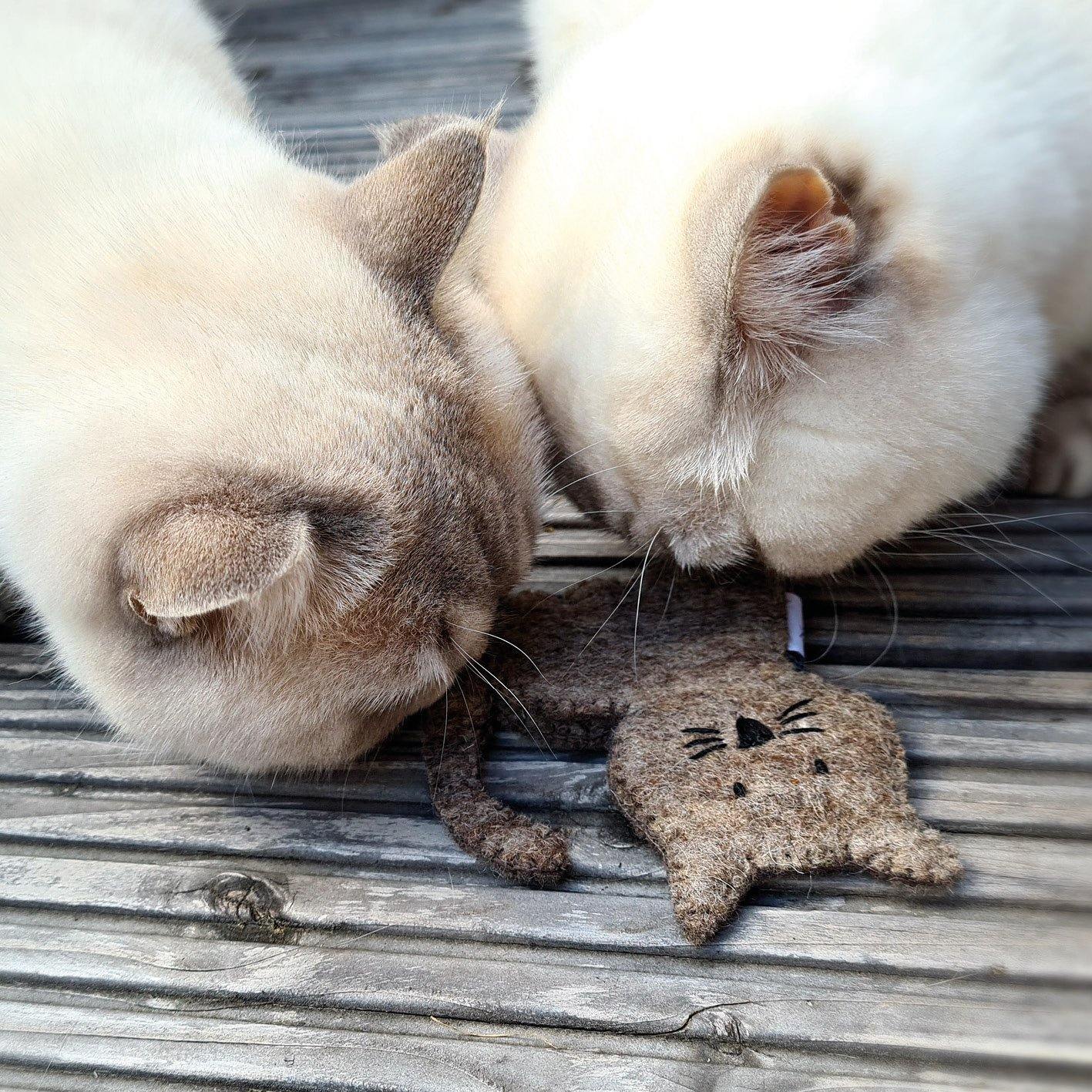 Kuschelige Katze mit Katzenminze - CATLABS